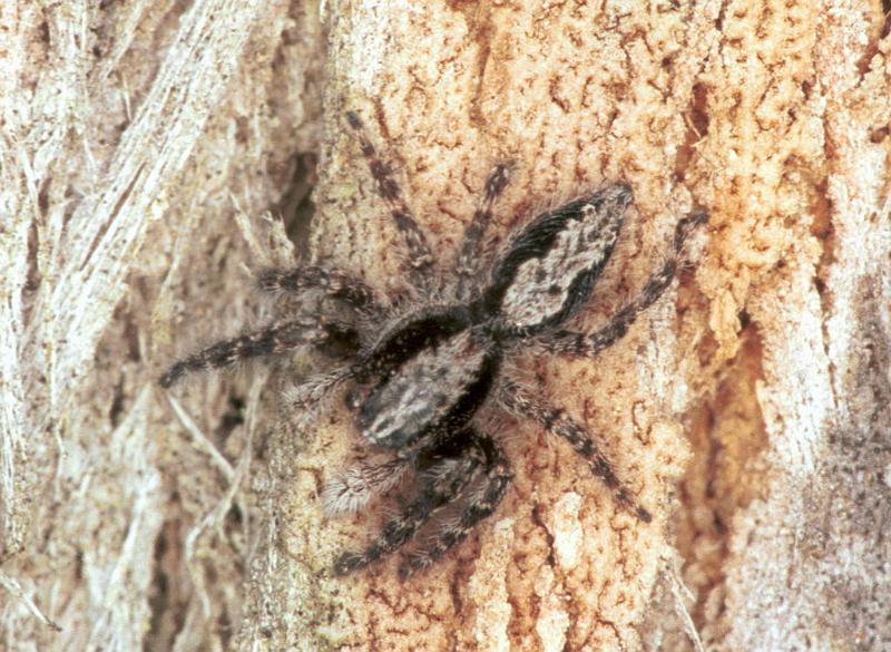 Clynotis_severus_F1664_Z_85_Mt Birangeli state park_Australie.jpg